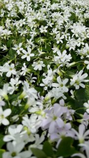 Beautiful White Oxalis Flowers Nature Wallpaper for Mobile