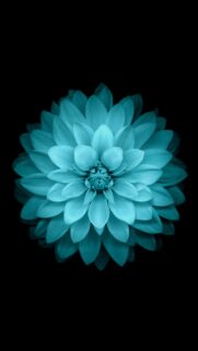 Stunning Cyan Dahlia Flower Minimalist High Definition Mobile Wallpaper