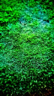 Vibrant Neon Green Grass Field Texture High Resolution Wallpaper
