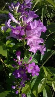 Stunning Purple Garlic Vine Flowers Mobile Wallpaper High Resolution