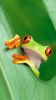 Stunning Red Eyed Tree Frog on Green Leaf High Resolution Mobile Wallpaper
