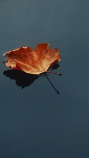 Minimalist Autumn Maple Leaf Floating on Calm Water Surface Mobile Wallpaper