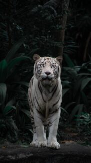 Majestic White Tiger in Dark Tropical Jungle Mobile Wallpaper