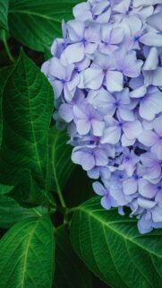 Beautiful Light Purple Hydrangea Flowers Wallpaper for Mobile Phone