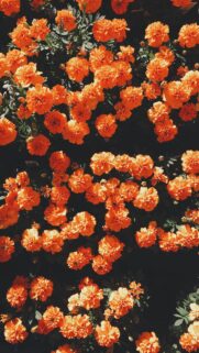 Vibrant Orange Marigold Flowers High Resolution Phone Wallpaper