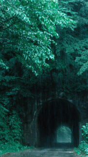 Moody Rainy Forest Tunnel Wallpaper for Mobile Phones