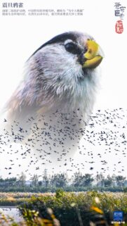 Stunning Paradoxornis Heudei Bird Wallpaper Featuring A Flock In Nature