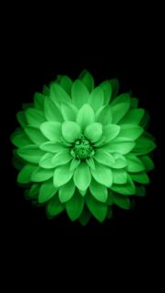 Vibrant Neon Green Dahlia Flower Macro Wallpaper for Mobile Screens
