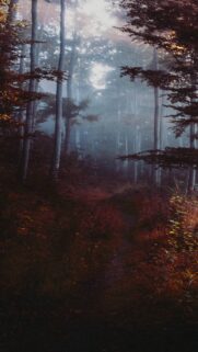 Ethereal Misty Forest Path at Dawn Mobile Wallpaper