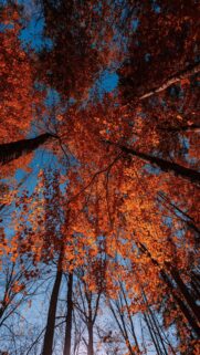 Stunning Autumn Forest Canopy View with Vibrant Orange Leaves Mobile Wallpaper