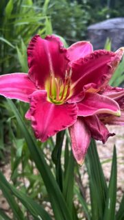 Vibrant Deep Pink Daylily Flower Macro Wallpaper for Mobile Screens