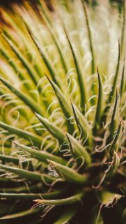 Macro Photography of Sharp Agave Succulent Leaves with Soft Natural Bokeh Background
