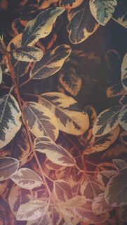 Aesthetic Variegated Ficus Leaves Wallpaper in Muted Earth Tones