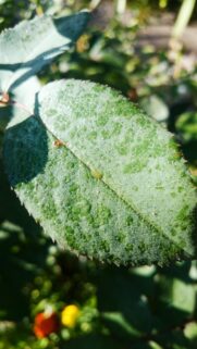 Macro Dewdrop Green Leaf Natural Aesthetic Mobile Wallpaper