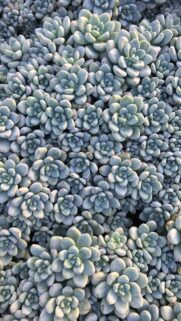 Stunning Pastel Succulent Pattern High Definition Mobile Wallpaper