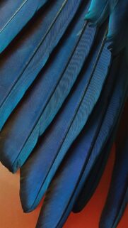 Stunning Abstract Blue Bird Feathers Macro Mobile Wallpaper