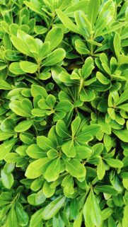 Vibrant Fresh Green Leaves Macro Nature Wallpaper for Mobile Phones