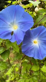 Stunning Vibrant Blue Morning Glory Flowers Nature Wallpaper for Mobile