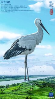 Majestic Oriental Stork Standing Over Wetland Landscape Wallpaper