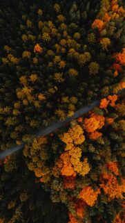 Aerial View of Autumn Forest with Winding Road Mobile Wallpaper