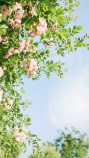 Stunning Pink Rose Garden Mobile Wallpaper with Soft Blue Sky Background