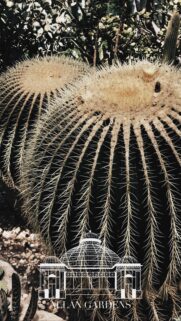 Stunning Golden Barrel Cactus Wallpaper with Allan Gardens Botanical Illustration
