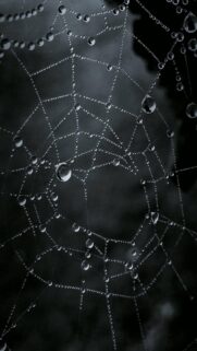 Macro Photography Spider Web with Morning Dew Drops Dark Aesthetic Wallpaper
