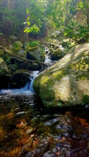 Enchanting Forest Creek and Mossy Rocks High Definition Mobile Wallpaper
