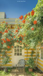 Charming Yellow Cottage with Vibrant Orange Roses Aesthetic Wallpaper