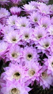 Stunning Pastel Pink Cactus Flowers Wallpaper for Mobile