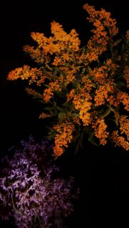 Elegant Orange Goldenrod and Purple Statice Flowers on Black Background Wallpaper