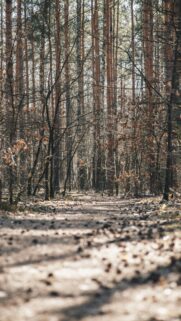 Ethereal Forest Path in Early Spring Sunlight Mobile Wallpaper