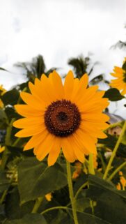 Vibrant Golden Sunflower Close-Up Nature Phone Wallpaper