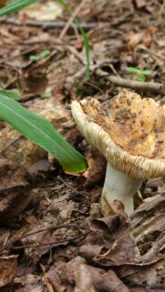 Macro Photography of a Wild Forest Mushroom Nature Mobile Wallpaper