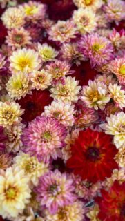 Vibrant Dahlia Flower Bouquet Macro Wallpaper for Mobile Screens