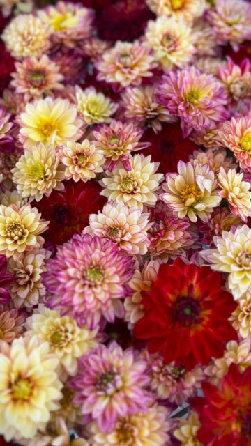 Vibrant Dahlia Flower Bouquet Macro Wallpaper for Mobile Screens