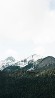Majestic Snow Capped Mountain Peaks and Evergreen Forest Wallpaper