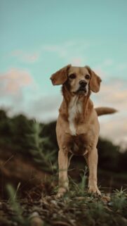 Stunning Golden Retriever Mix Standing in Nature Mobile Wallpaper