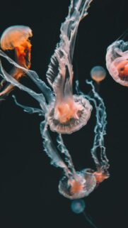 Ethereal Orange and White Jellyfish Deep Sea Mobile Wallpaper