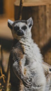 Cute Ring-tailed Lemur Portrait Close-up Mobile Wallpaper