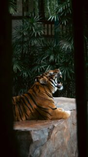 Majestic Yawning Tiger in Deep Jungle Environment Mobile Wallpaper