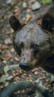 Intimate Close Up Brown Bear Portrait Mobile HD Wallpaper