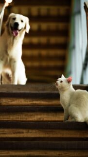 Golden Retriever and White Cat on Wooden Stairs Mobile Wallpaper