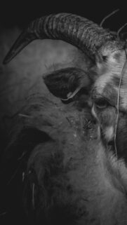 Stunning Black and White Eland Antelope Portrait Mobile Wallpaper