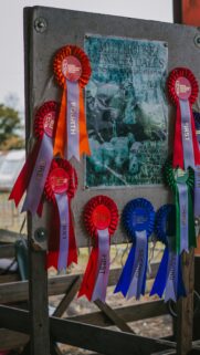 Rustic Agricultural Prize Ribbons and Wensleydale Sheep Sign Wallpaper