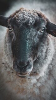 Fiery Aries Zodiac Energy and Bold Ram Portrait Phone Wallpaper