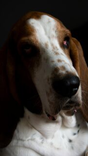 Close Up Basset Hound Portrait High Definition Mobile Wallpaper