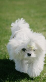Cute Fluffy White Puppy with Yellow Bow Phone Wallpaper