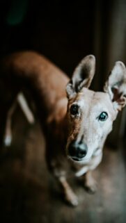 Portrait of a Senior Greyhound Dog Close-Up Mobile Wallpaper