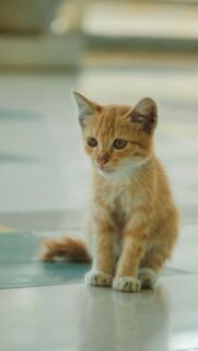 Cute Orange Tabby Kitten Sitting on Floor Phone Wallpaper